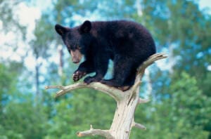 black bear friends of the smokies