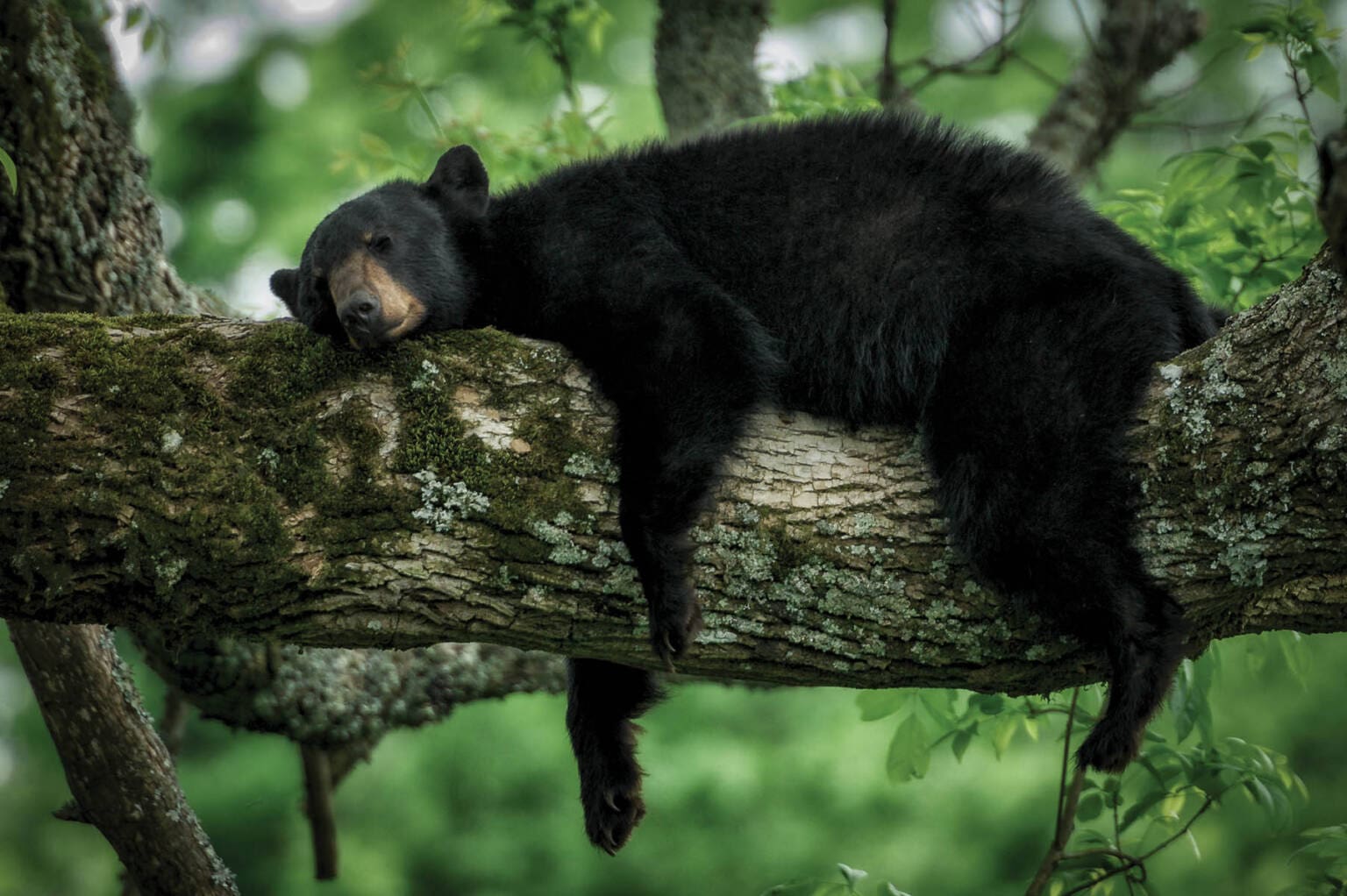 Great Smoky Mountains National Park Bears